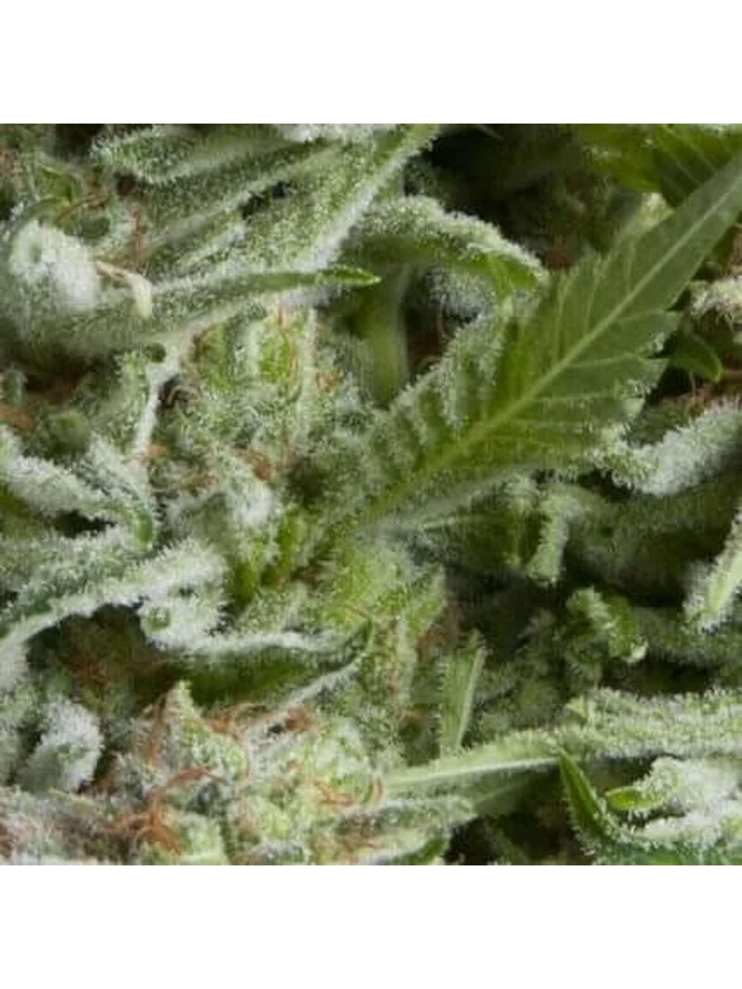 Alpujarreña Auto -Pyramid Seeds (X5+2/X3+1/X1) 1