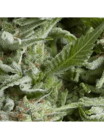 ALPUJARREÑA AUTO X5+2 -PYRAMID SEEDS 1