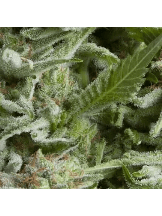 ALPUJARREÑA AUTO X5+2 -PYRAMID SEEDS 1