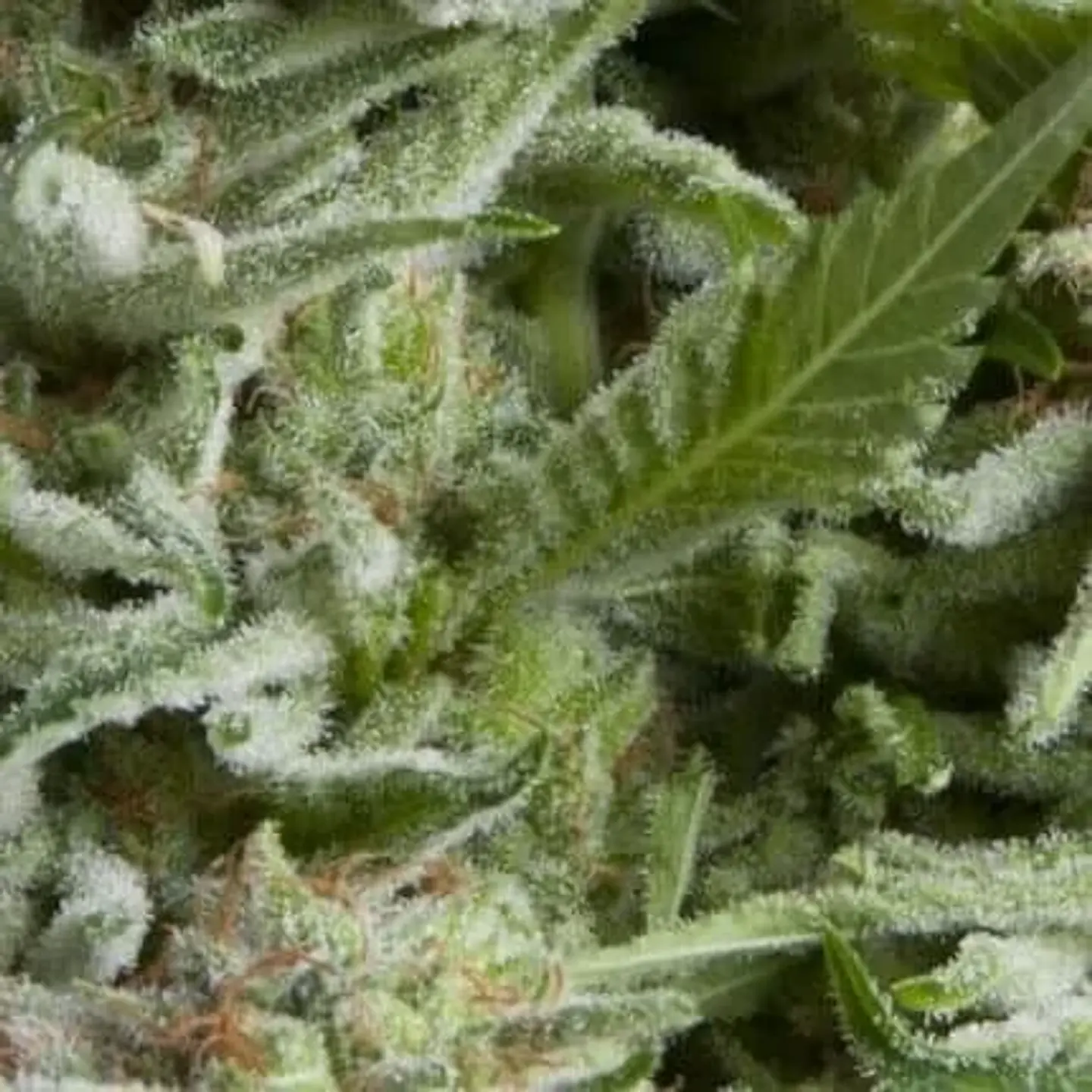 Alpujarreña Auto -Pyramid Seeds (X5+2/X3+1/X1) 1
