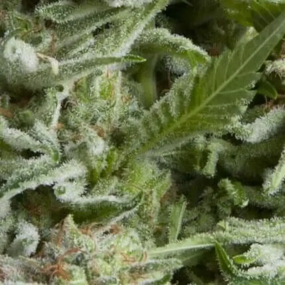 Alpujarreña Auto -Pyramid Seeds (X5+2/X3+1/X1) 1
