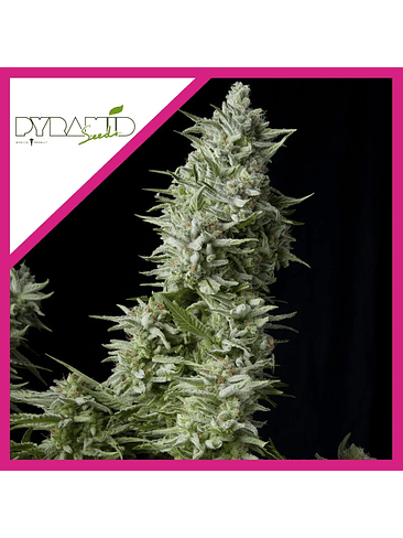 ALPUJARREÑA  FEM X1-PYRAMID SEEDS 1