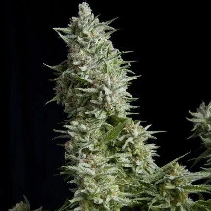 Alpujarreña Fem -Pyramid Seeds (X5+2/X3+1/X1) 1