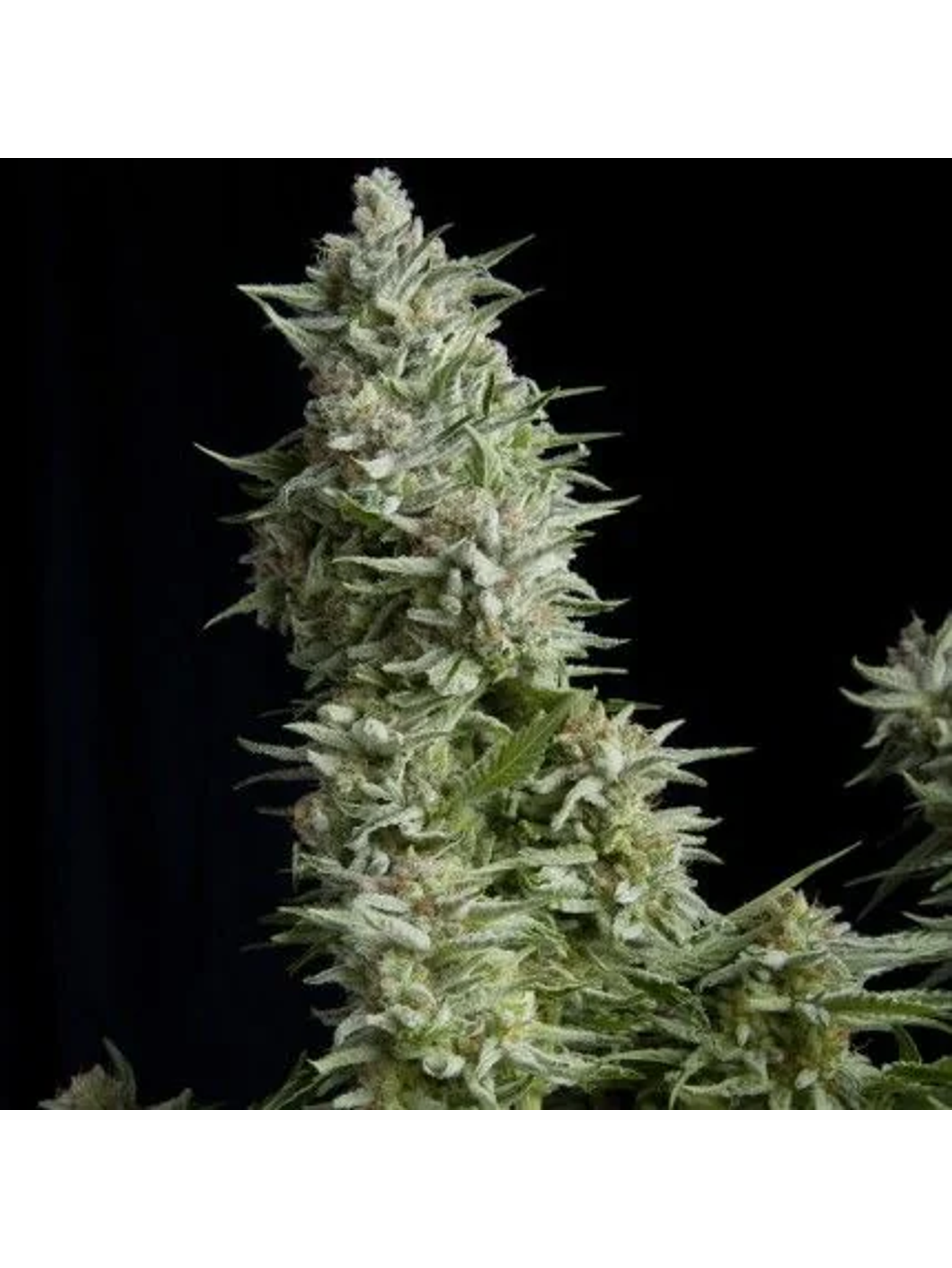 Alpujarreña Fem -Pyramid Seeds (X5+2/X3+1/X1) 1