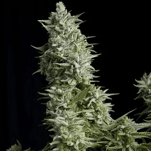 Alpujarreña  Fem X5+2-Pyramid Seeds
