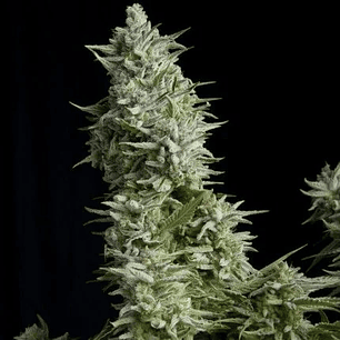 ALPUJARREÑA  FEM X5+2-PYRAMID SEEDS