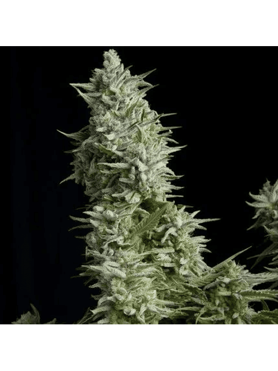 ALPUJARREÑA  FEM X5+2-PYRAMID SEEDS 1