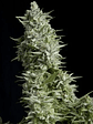 Alpujarreña  Fem X5+2-Pyramid Seeds - Miniatura 1