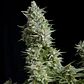 Alpujarreña Fem -Pyramid Seeds (X5+2/X3+1/X1) - Miniatura 1