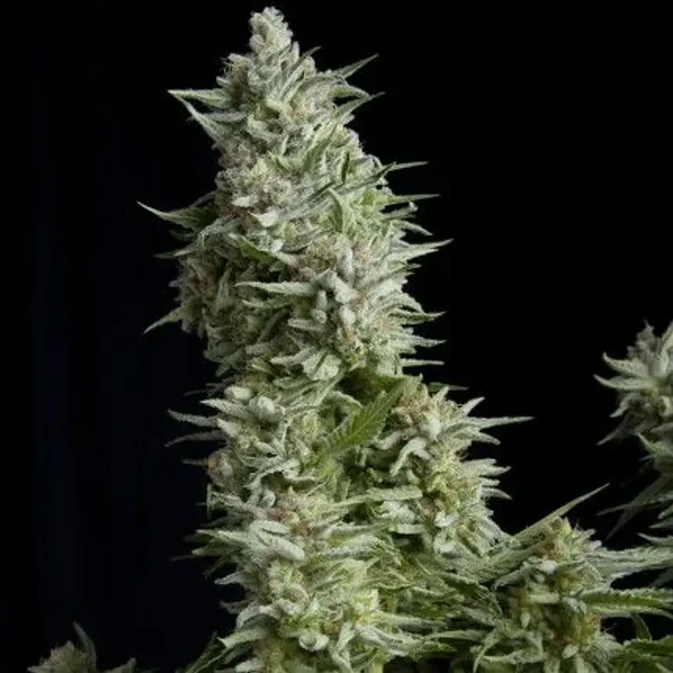 Alpujarreña Fem -Pyramid Seeds (X5+2/X3+1/X1) 1