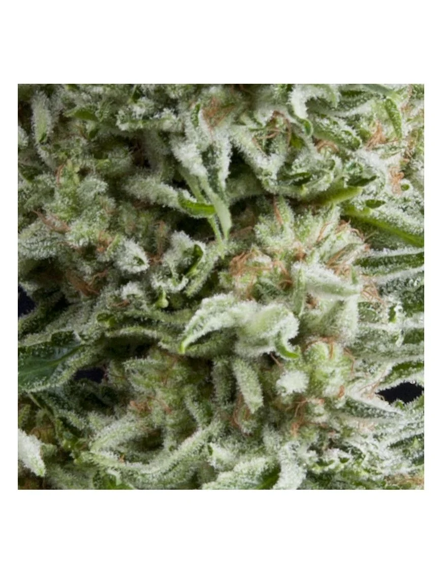 Amnesia Gold Auto -Pyramid Seeds (X5+2/X3+1) 1