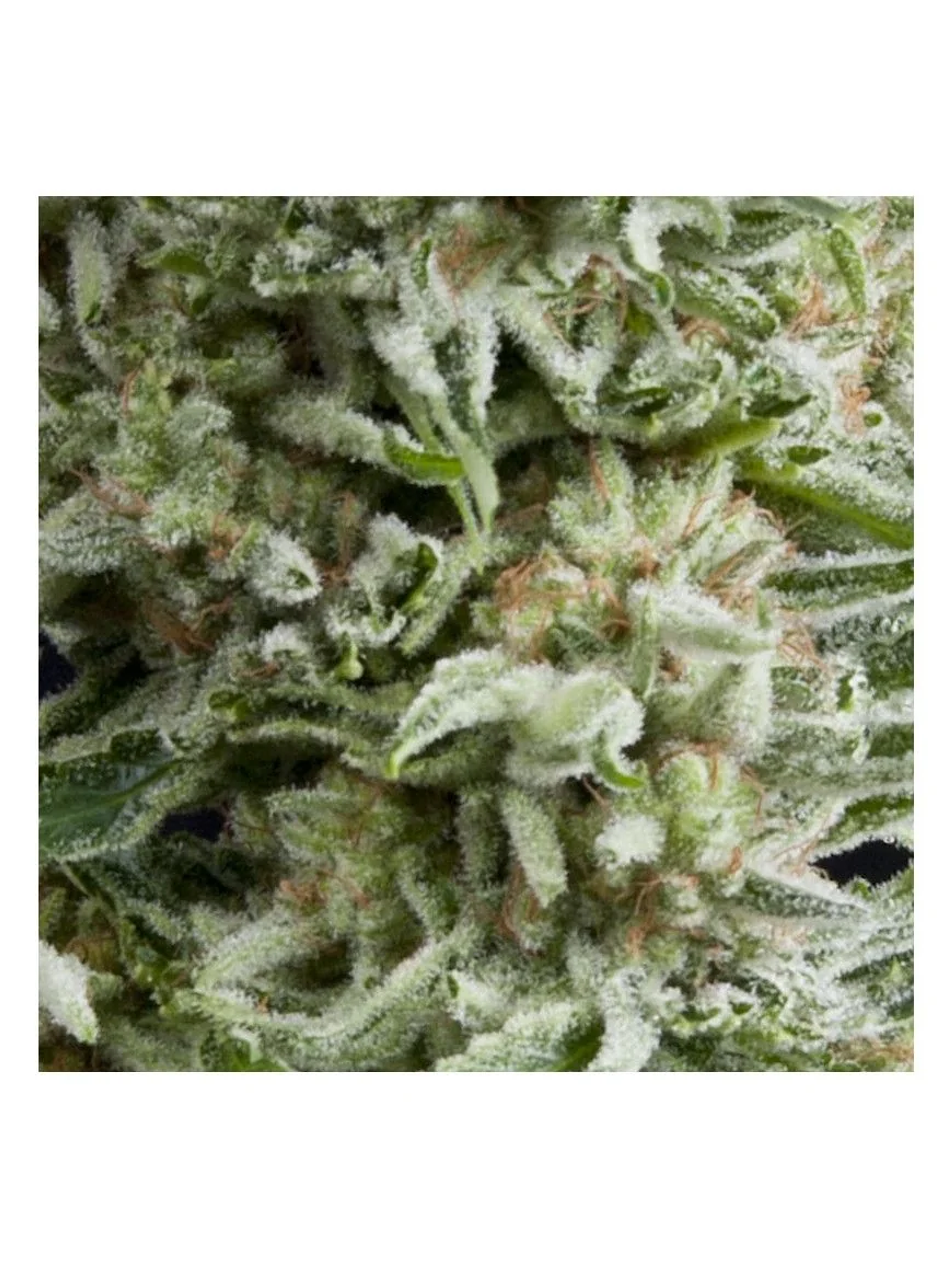 Amnesia Gold Auto -Pyramid Seeds (X5+2/X3+1) 1