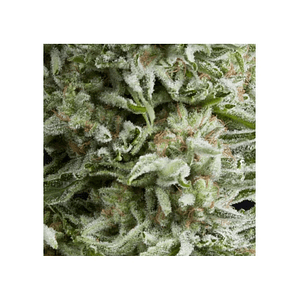 Amnesia Gold Auto X5+2 -Pyramid Seeds