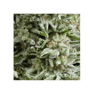 AMNESIA GOLD AUTO X5+2 -PYRAMID SEEDS