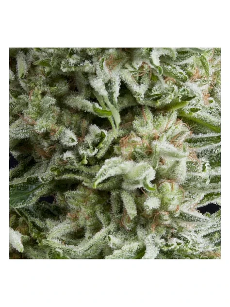 Amnesia Gold Auto -Pyramid Seeds (X5+2/X3+1) 1