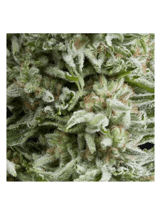 AMNESIA GOLD AUTO X5+2 -PYRAMID SEEDS 1