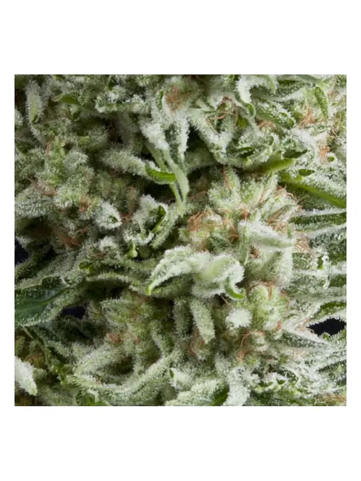 Amnesia Gold Auto -Pyramid Seeds (X5+2/X3+1) 1