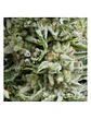 Amnesia Gold Auto -Pyramid Seeds (X5+2/X3+1) - Miniatura 1