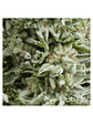Amnesia Gold Auto X5+2 -Pyramid Seeds - Miniatura 1