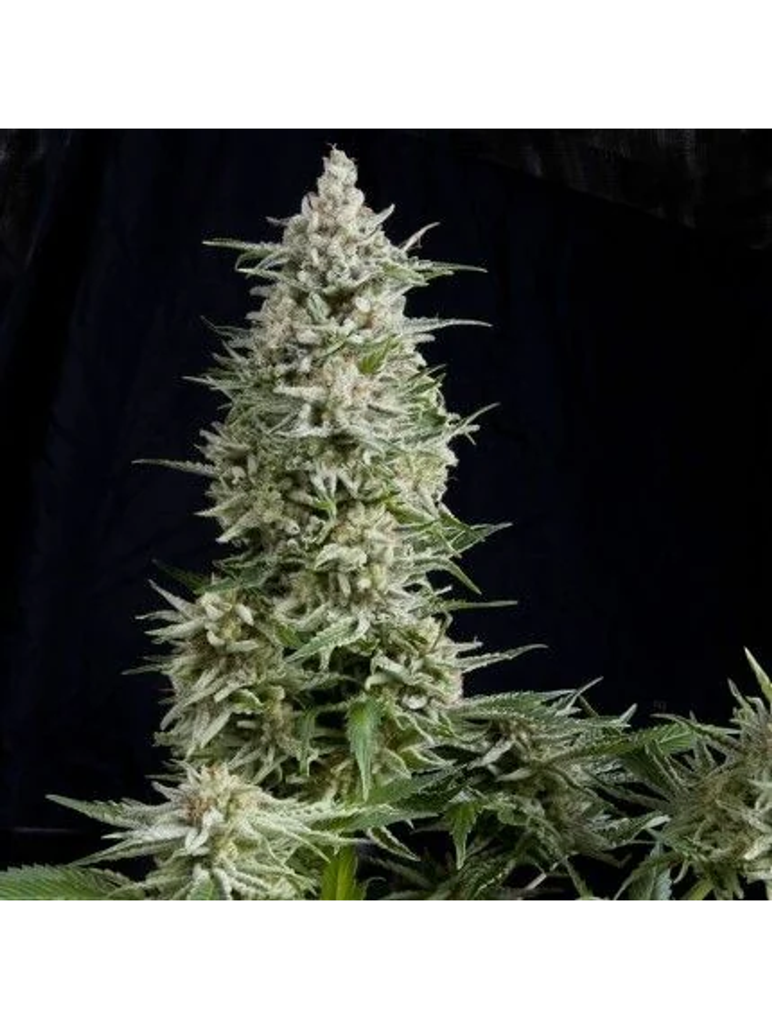 Amnesia Gold Fem -Pyramid Seeds (X5+2/X3+1/X1) 1