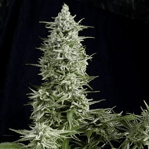 Amnesia Gold  Fem X5+2-Pyramid Seeds