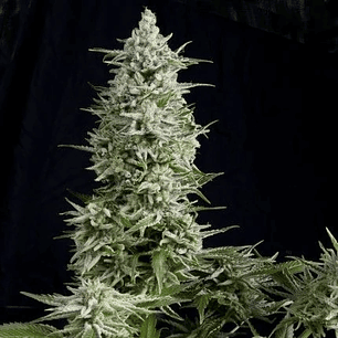 AMNESIA GOLD  FEM X5+2-PYRAMID SEEDS