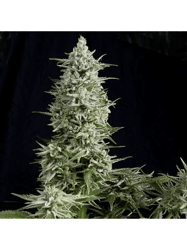 AMNESIA GOLD  FEM X5+2-PYRAMID SEEDS 1