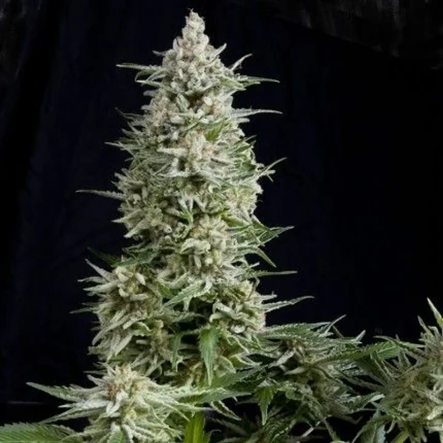 Amnesia Gold Fem -Pyramid Seeds (X5+2/X3+1/X1) 1