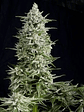 Amnesia Gold  Fem X5+2-Pyramid Seeds - Miniatura 1