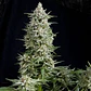 Amnesia Gold Fem -Pyramid Seeds (X5+2/X3+1/X1) - Miniatura 1