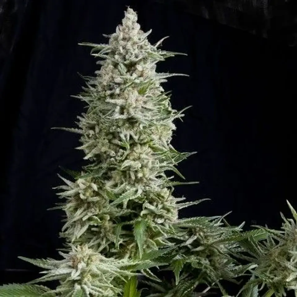 Amnesia Gold Fem -Pyramid Seeds (X5+2/X3+1/X1) 1