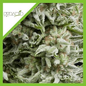 Amnesia Gold Auto X3+1-Pyramid Seeds