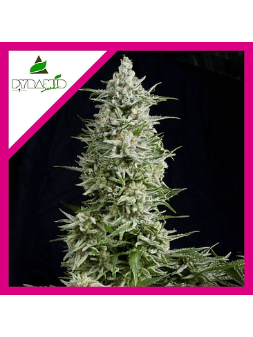 AMNESIA GOLD  FEM X1-PYRAMID SEEDS 1