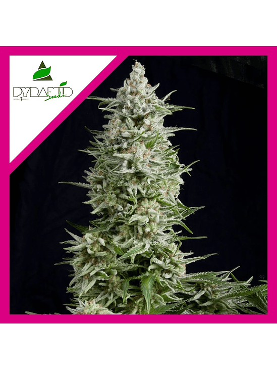 AMNESIA GOLD  FEM X1-PYRAMID SEEDS 1