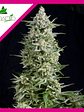 AMNESIA GOLD  FEM X1-PYRAMID SEEDS - Miniatura 1
