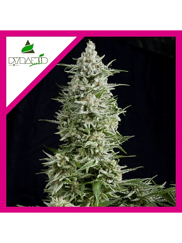 AMNESIA GOLD  FEM X1-PYRAMID SEEDS 2