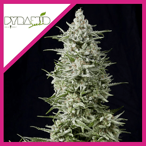 Amnesia Gold  Fem X3+1-Pyramid Seeds
