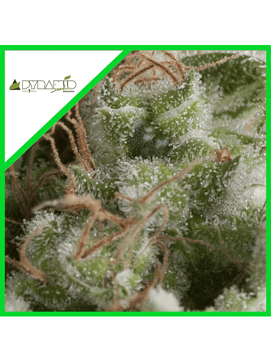 AMERICAN PIE AUTO X3+1-PYRAMID SEEDS 1