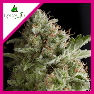 American Pie  Fem X1-Pyramid Seeds