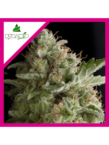 AMERICAN PIE  FEM X1-PYRAMID SEEDS 1