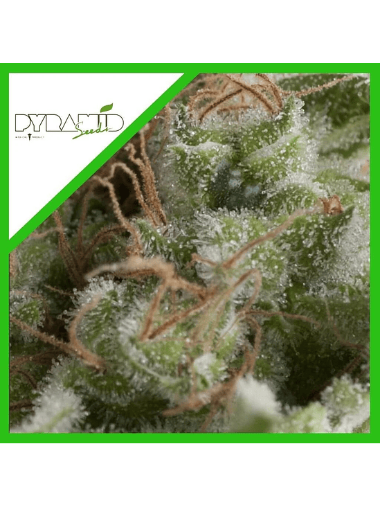 AMERICAN PIE FEM X3+1-PYRAMID SEEDS 1