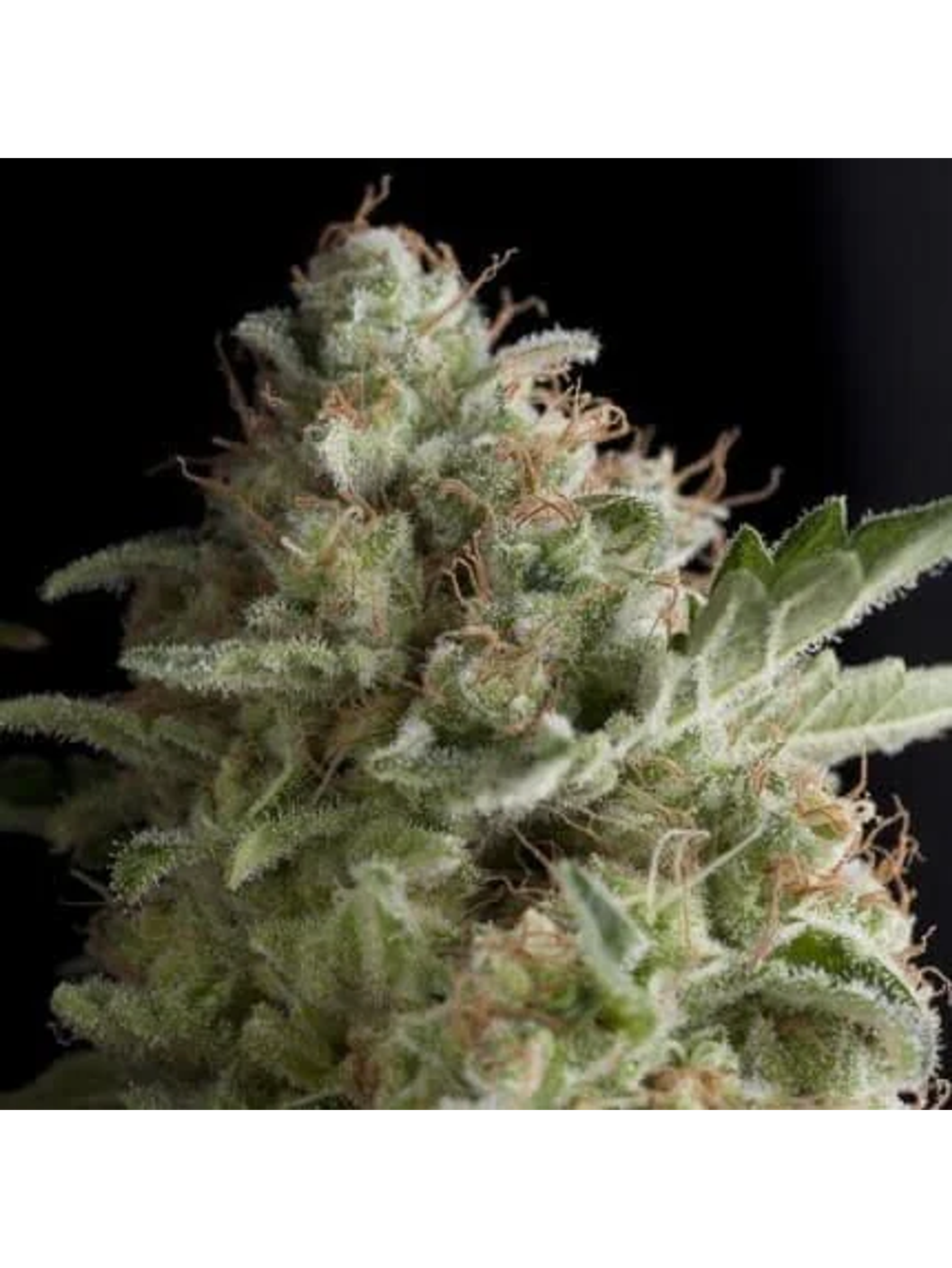 American Pie Fem -Pyramid Seeds (X5+2/X3+1/X1) 1