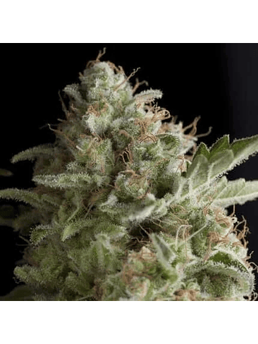 AMERICAN PIE FEM X5+2-PYRAMID SEEDS 1