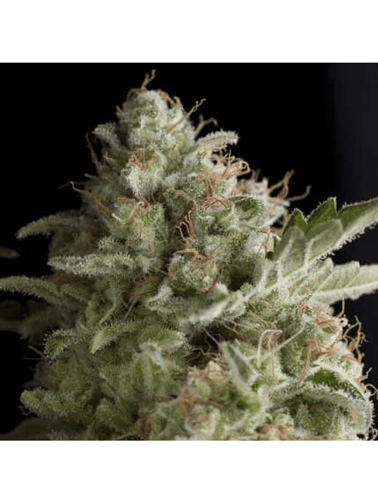 AMERICAN PIE FEM X5+2-PYRAMID SEEDS 1