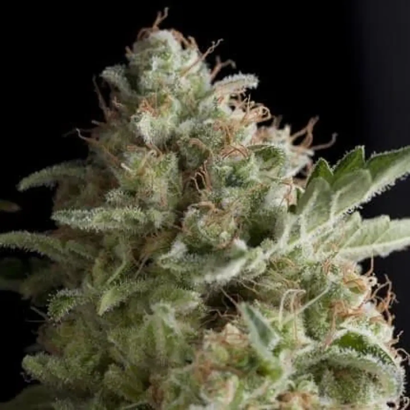 American Pie Fem -Pyramid Seeds (X5+2/X3+1/X1) 1