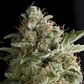 American Pie Fem -Pyramid Seeds (X5+2/X3+1/X1) - Miniatura 1