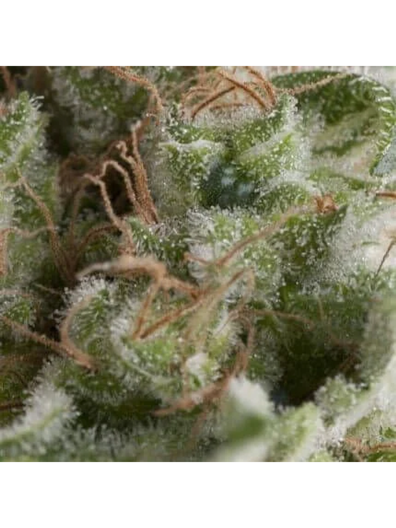 American Pie Auto -Pyramid Seeds (X5+2/X3+1/X1) 1