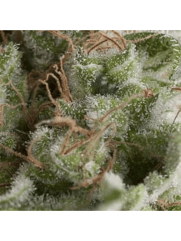 AMERICAN PIE AUTO X5+2 -PYRAMID SEEDS 1