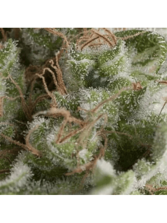 AMERICAN PIE AUTO X5+2 -PYRAMID SEEDS 1