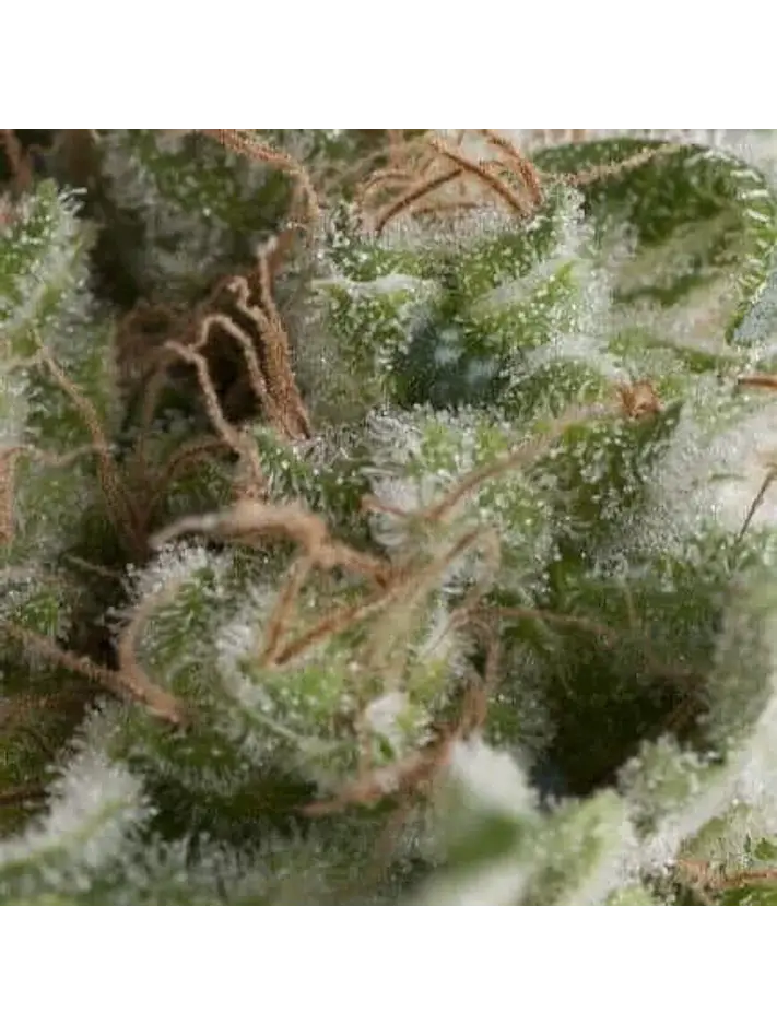 American Pie Auto -Pyramid Seeds (X5+2/X3+1/X1) 1
